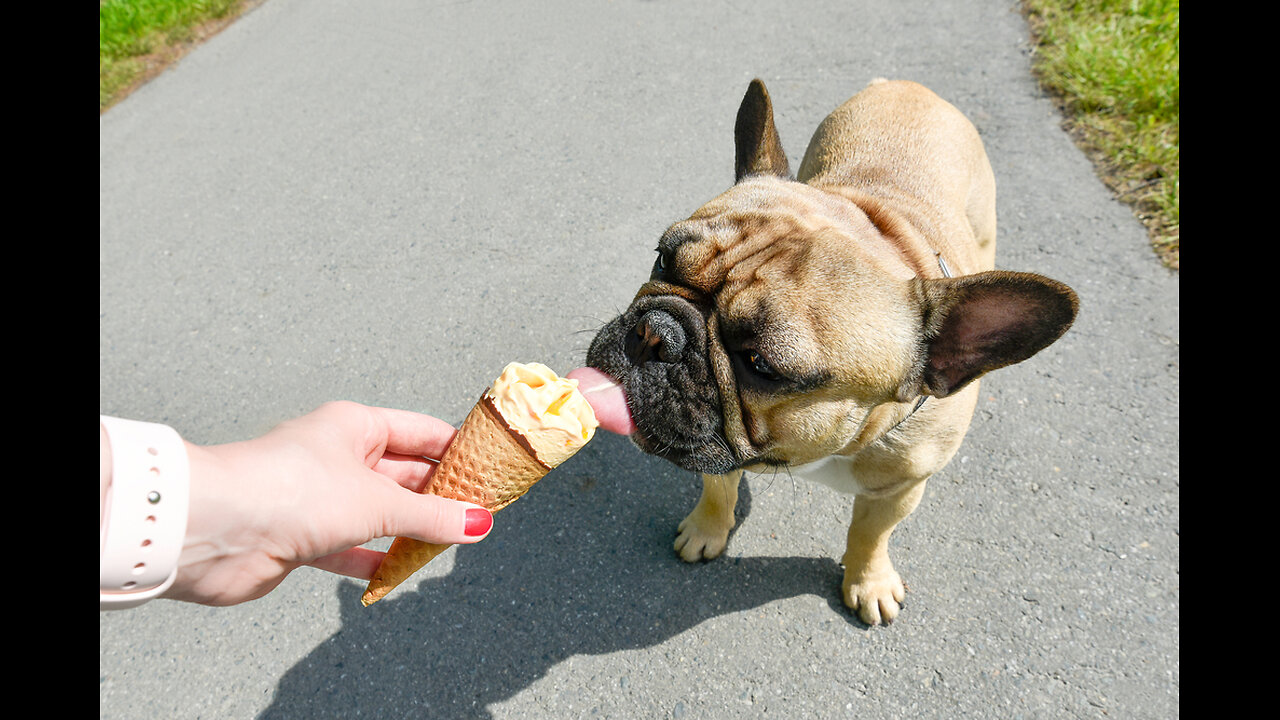 FUNNIEST Animals FREEZING in Place!😂