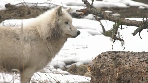 Arctic wolves move into new home at Edmonton zoo