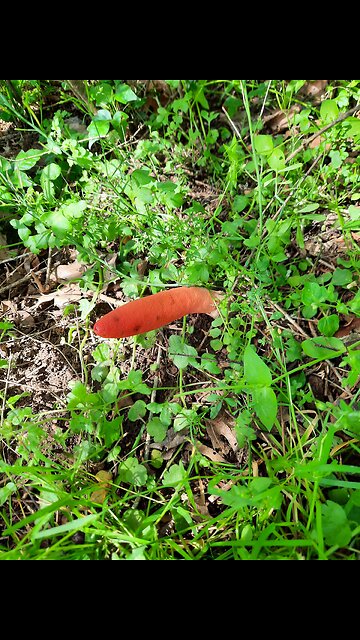 A first for me, aaaackkk