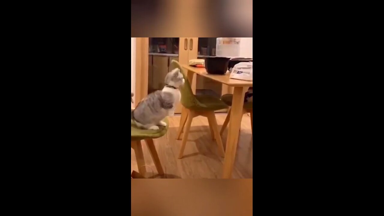 Hilarious Cat Video