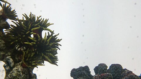 🐠🐟🐠🐟