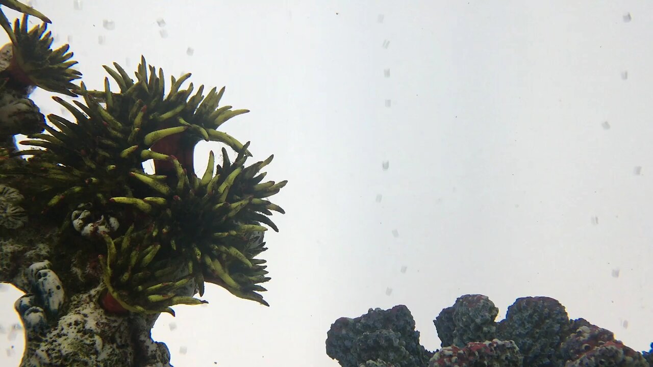 🐠🐟🐠🐟