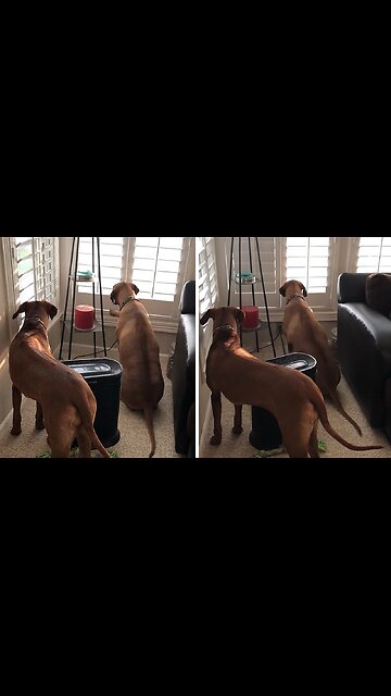 Dog hilariously closes shutters to hide from neighbors