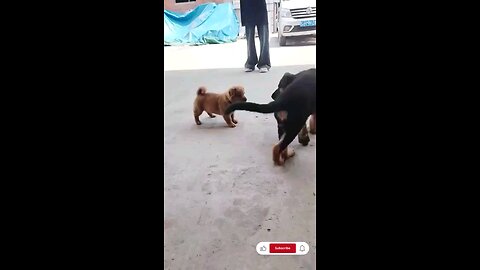 satisfying Video