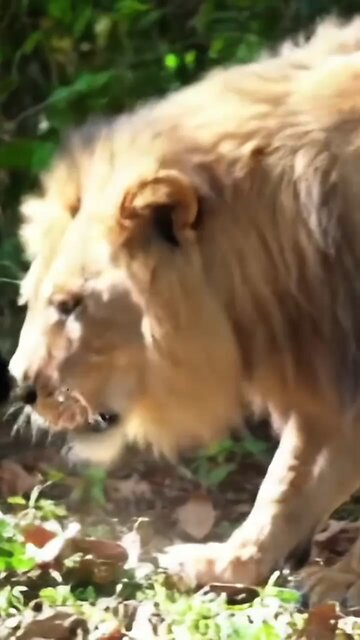 The poor cat was a lion by friends for eating rotten hotdog #amiddreams #poorcat