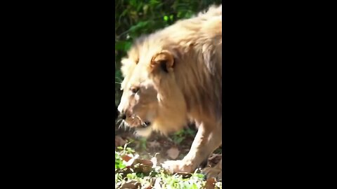 The poor cat was a lion by friends for eating rotten hotdog #amiddreams #poorcat