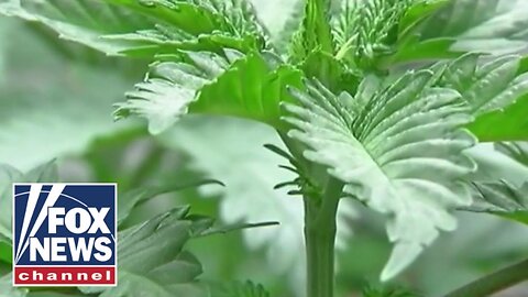 ‘Not your parents’ pot’: Activist warns today’s weed a DISASTER for kids