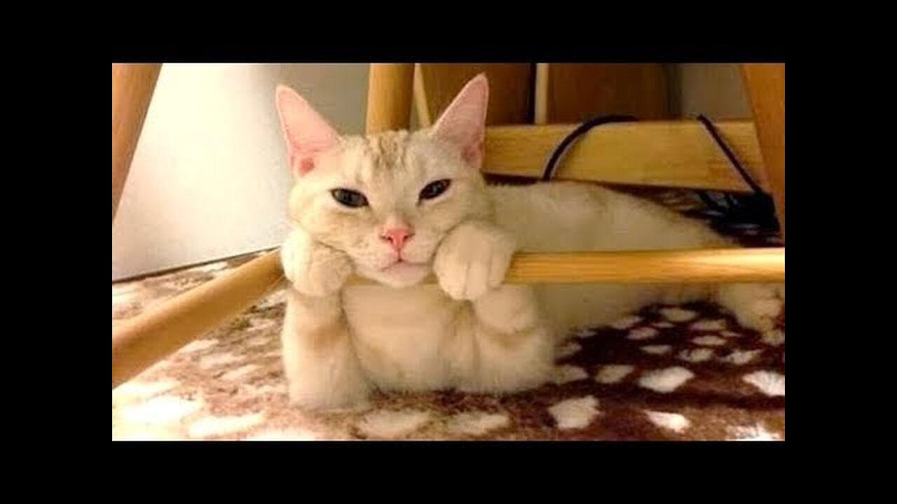 These ANIMALS will make you LAUGH A LOT - Funny ANIMAL VIDEOS compilation