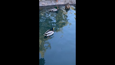Mallard Ducks 🦆 #mallardducks #ducks #duck #viral #followme #shorts #trending
