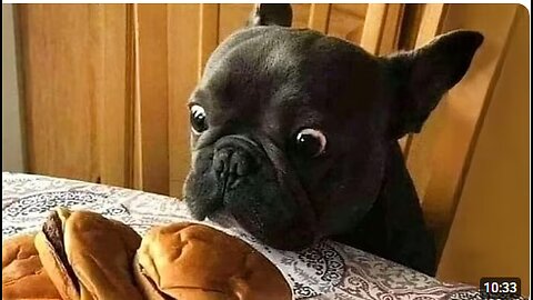 When you have a dramatic French Bulldog…🤣 Funny Dog Videos 2025