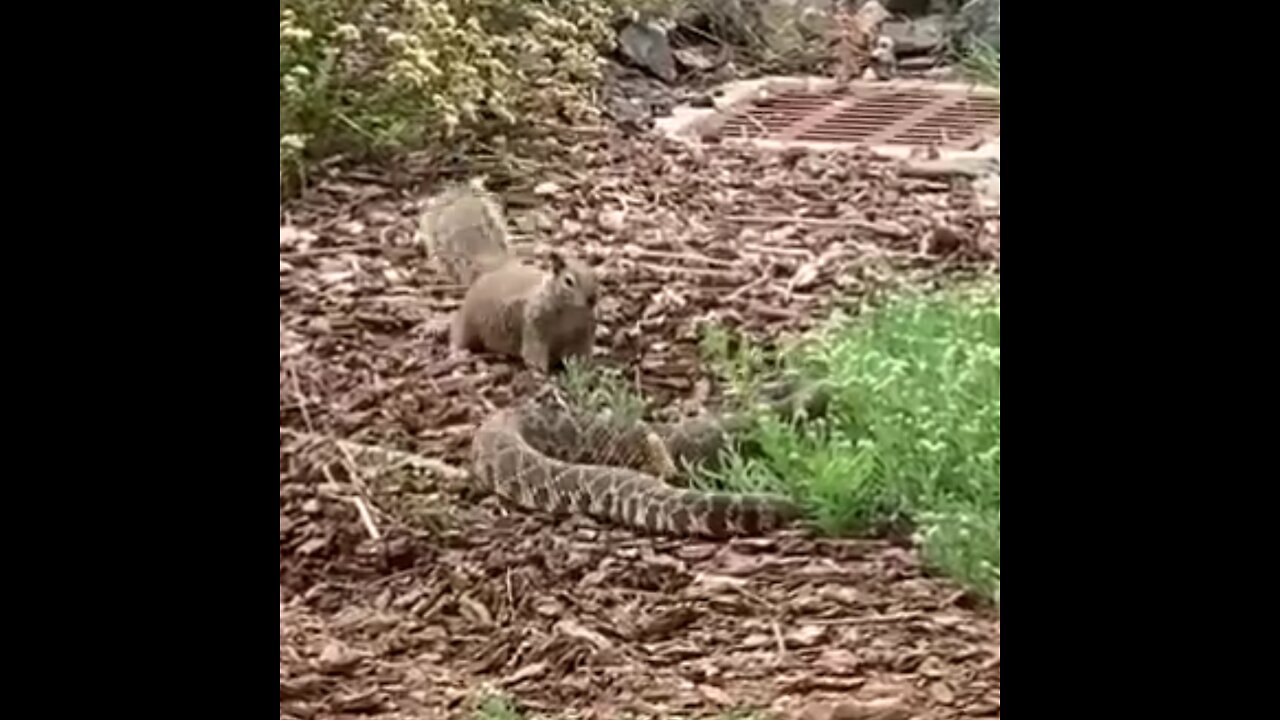 Duelo épico: una ardilla planta cara a una serpiente de cascabel