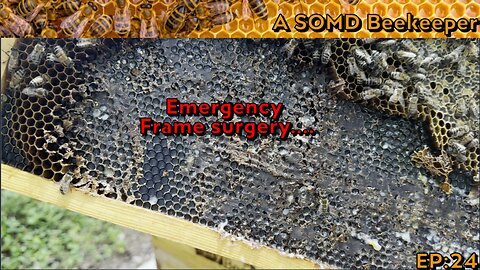 SOMD Beekeeping ep: 24 - Houston, we have a problem... End of august inspections - pt2