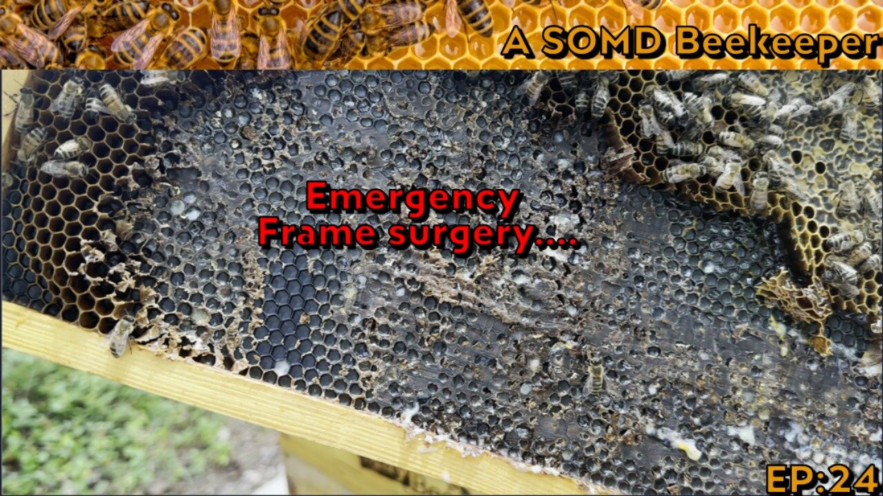 SOMD Beekeeping ep: 24 - Houston, we have a problem... End of august inspections - pt2