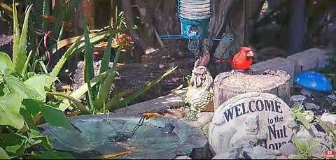 Florida Bird Bath / Feeder SWFL Live Camera HD