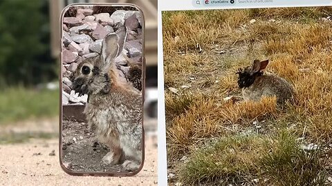 Rabbits with 'Tentacles' growing from their Heads spotted in Fort Collins, Colorado