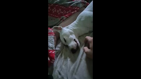 Dog Sleeps Like a Rock – Touches Don’t Wake Him 💤🐶”