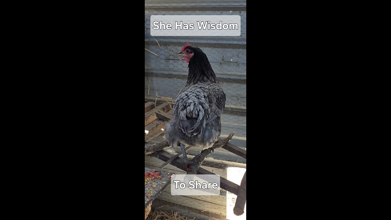 Wisdom of a Hen