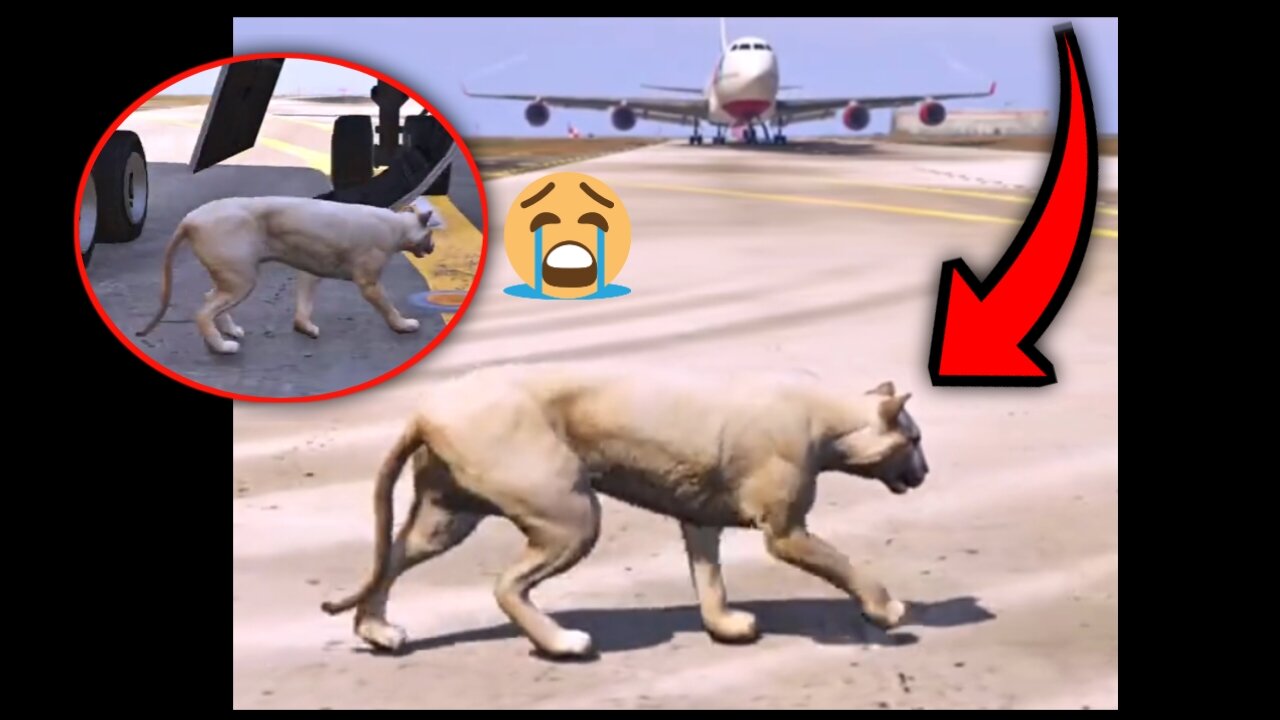 The plane had an accident with a tiger