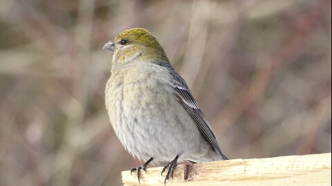 Pine Grosbeak Singing