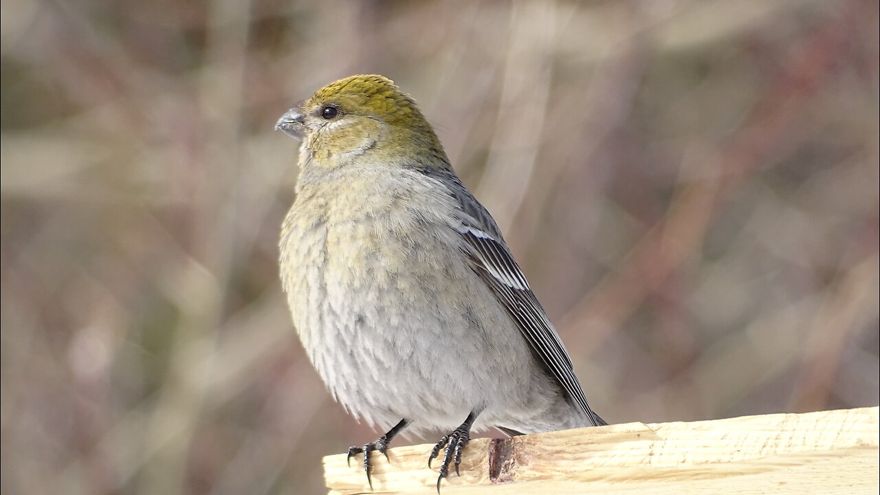 Pine Grosbeak Singing
