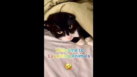 Cats fighting in busy traffic