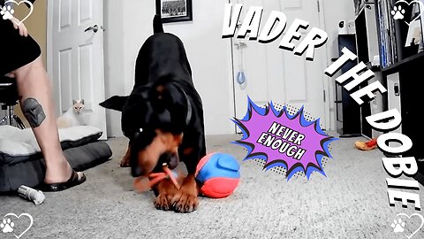 NapCam Moments: Doberman, Cat & Playtime Chaos 🐾🐱💤