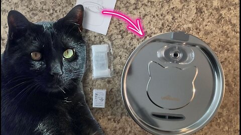 How to Easily Keep Your Cat Hydrated