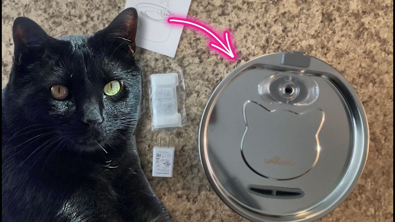 How to Easily Keep Your Cat Hydrated