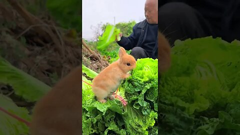 Grandpa’s cabbage was stolen by a rabbit. Cute pet debut plan. Rabbit. Pastoral cute pet