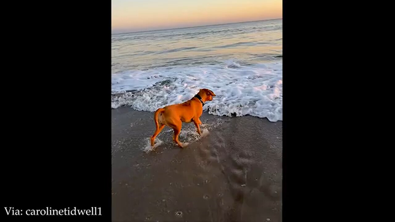 funniest animal