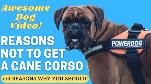 5 Reasons Not To Get A Cane Corso