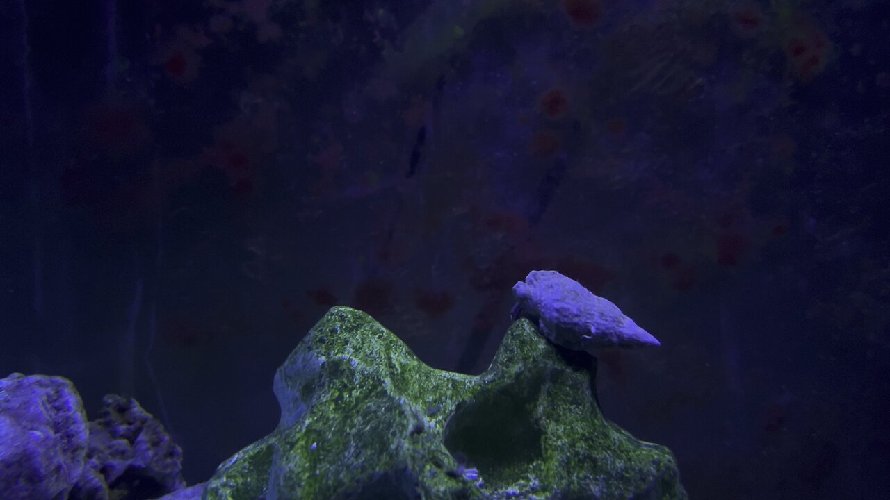 Hermit Crab Crawling on Rocks