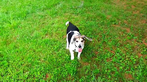 Bandit