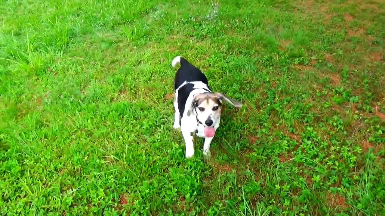 Bandit