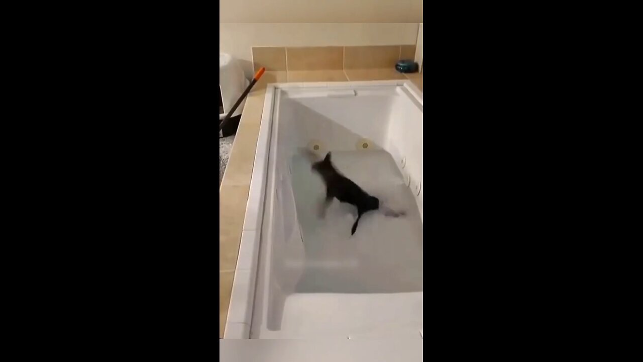 Sir Meowsalot