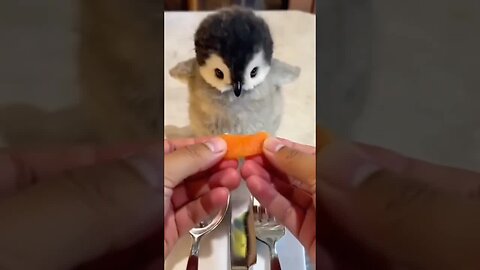 Penguin 🐧
