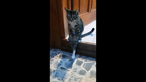 Funny cat video for you 😍😍😍