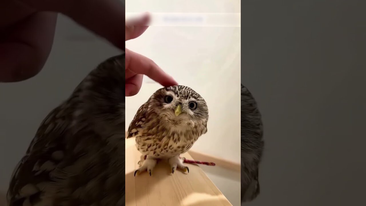 The crows attacked the owl and the brave girl saved the bird