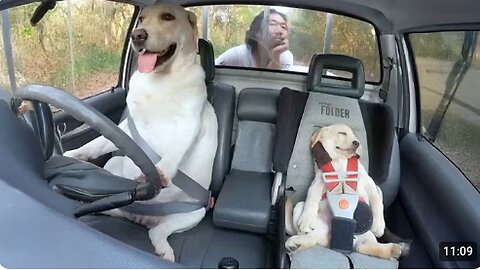 Dogs With the Highest IQ Will Make You Wonder ☺️ Cute Dog Videos 2025