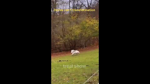 horse can't transformation