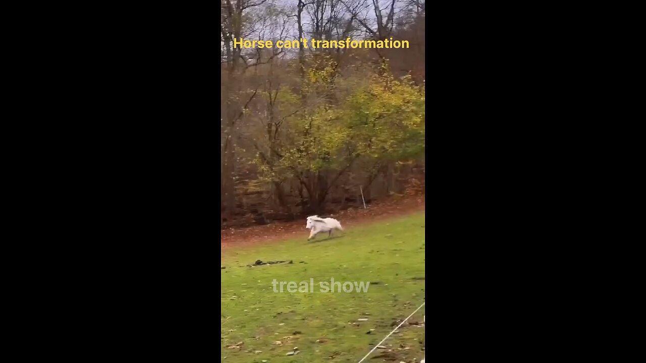 horse can't transformation