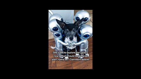 My Dog Just Got Abducted by Aliens (Seriously, They Want Her as Their Leader)