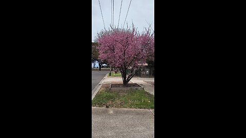 PINK FLOWER TREE #truth #jesus #mary #joseph #ihs #church #bible #christian #saints #trinity #cathol