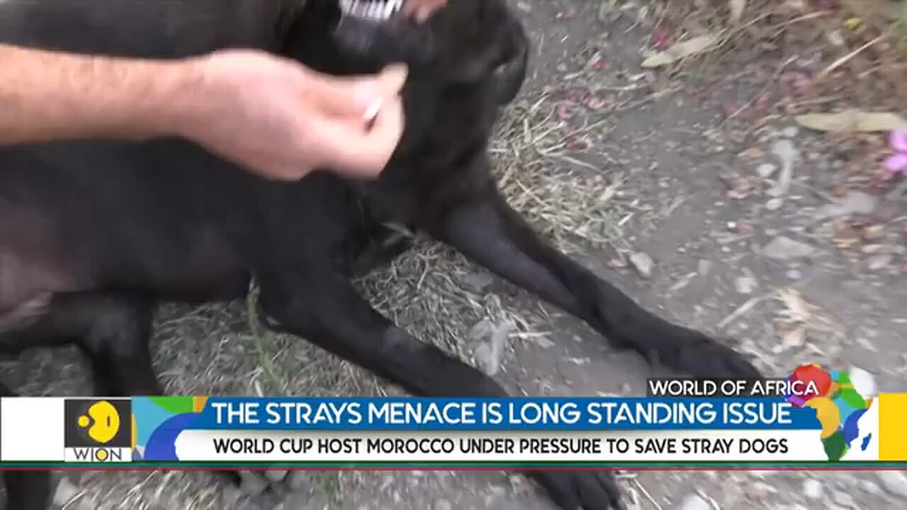 Morocco_and_India_Share_the_Same_Menace_of_Stray_Dogs___WION_World_Of_Africa