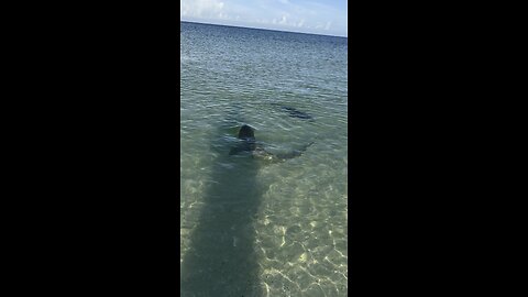 What Kind Of Sharks Are These? / 4K