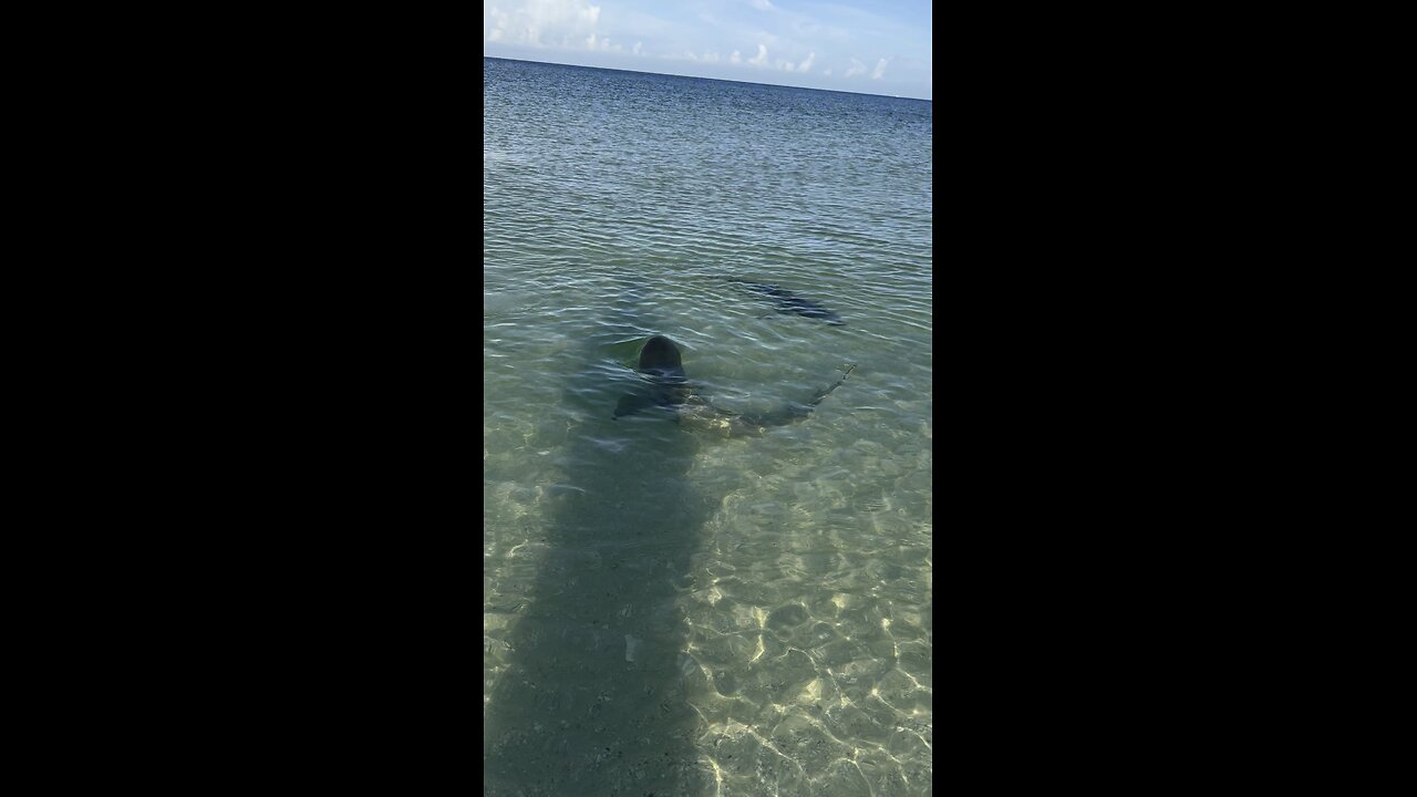 What Kind Of Sharks Are These? / 4K