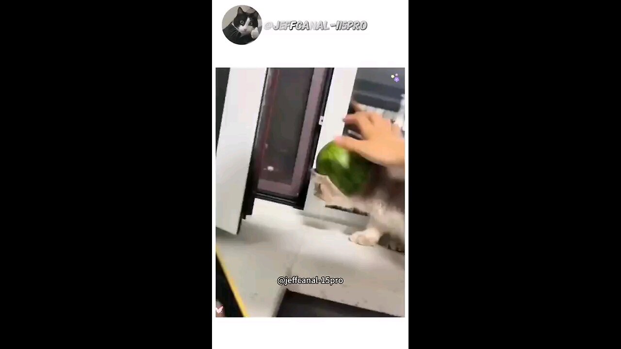 Cute cap for my cat 🐱😍🤌