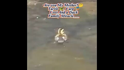 Are you My Mother? 🤔 - Turtle 🐢, Carp 🦭🎏 , Coot And a Duck Family Miracle!!!