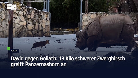 David gegen Goliath: 13 Kilo schwerer Zwerghirsch greift Panzernashorn an