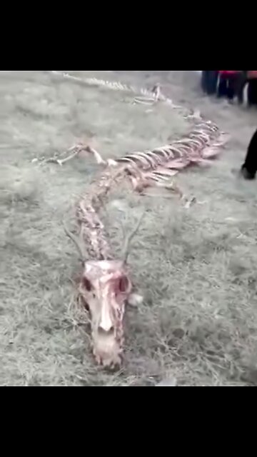 65ft Long Dragon Skeleton Found In China